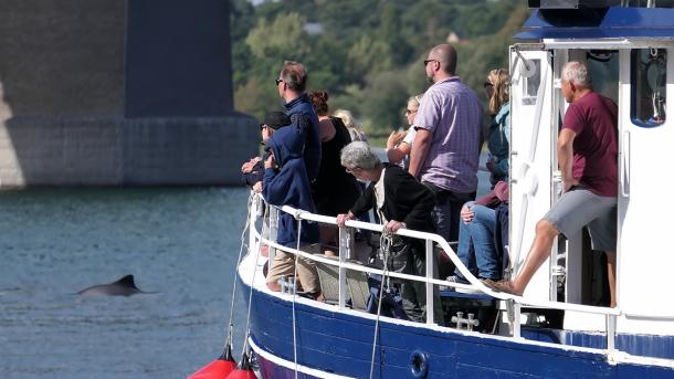 Afgange fra Middelfart - Oplev de små marsvin i deres naturlige element