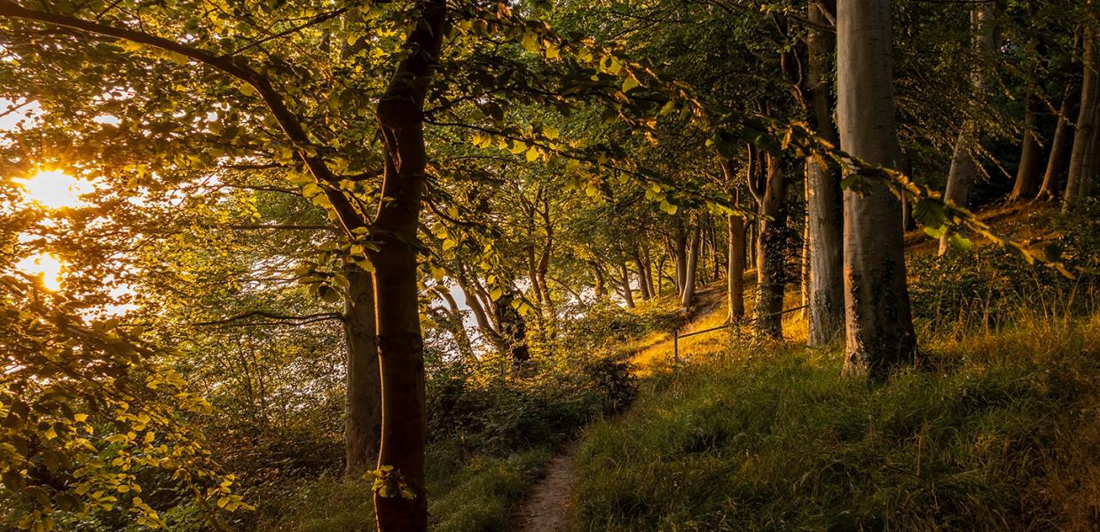 Aftenstemning i skoven på Hindsgavl Halvøen i Middelfart