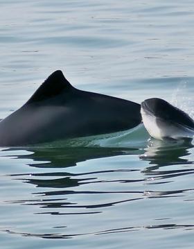 Marsvin mor og kalv i Lillebælt