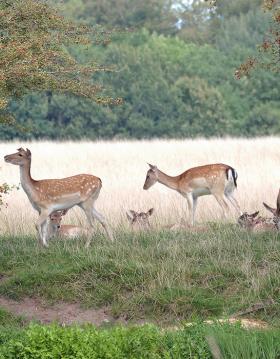 Dåvildt græsser i Dyrehaven på Hindsgavl Halvøen
