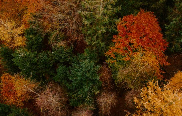 Hindsgavls træer klædt i smukke efterårsfarver