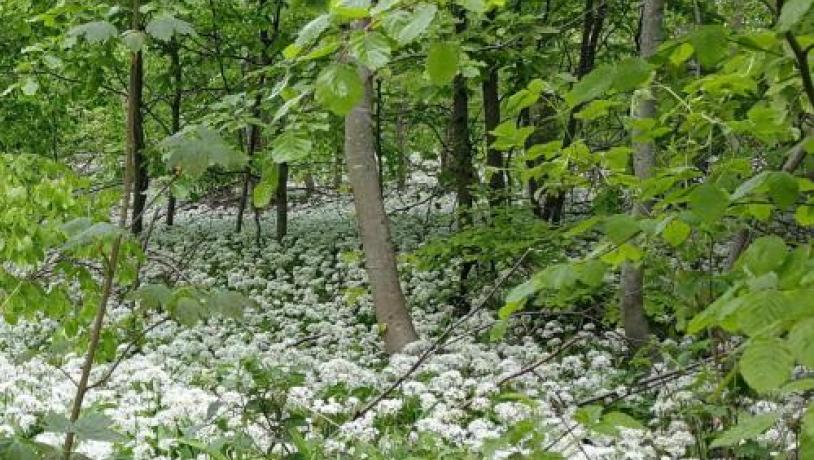 Ramsløg i flor på Hindsgavl i Middelfart