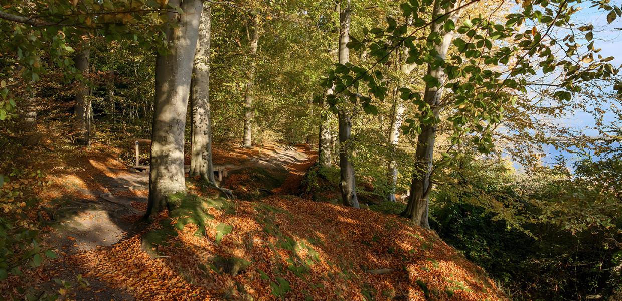 Gå Lillebæltsstien i Teglgårdsskoven i Middelfart