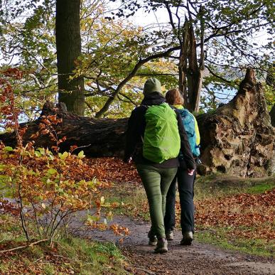 Lillebæltsstien i Teglgårdsskoven_Middelfart