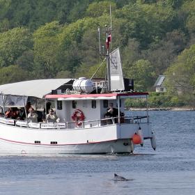 MS Marianne sejler ud på hvalsafari på Lillebælt